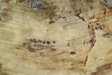 Petrified Wood (Araucaria) Slab - Madagascar #127962-1